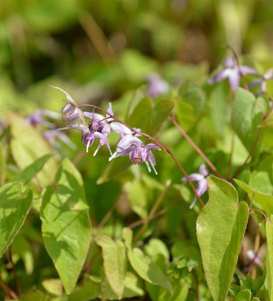 Elfenblume mit lila Blüten und grünen Blättern.