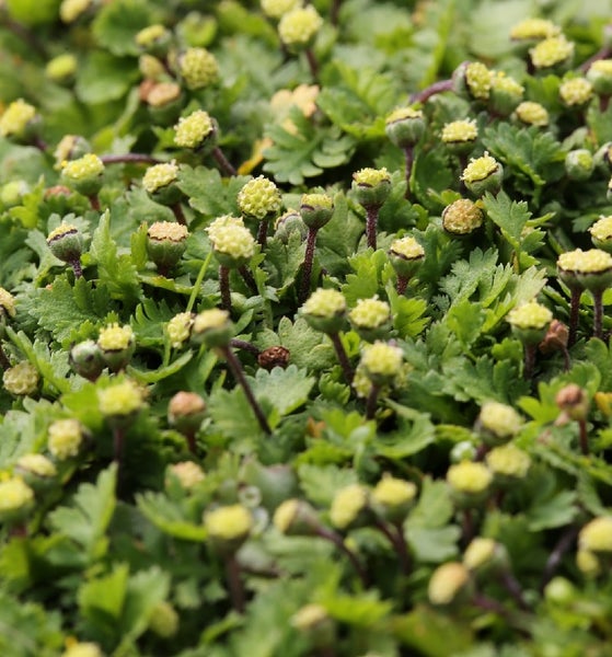 Nahaufnahme von dicht wachsendem Zwerg-Knopfkraut mit kleinen gelben Blüten