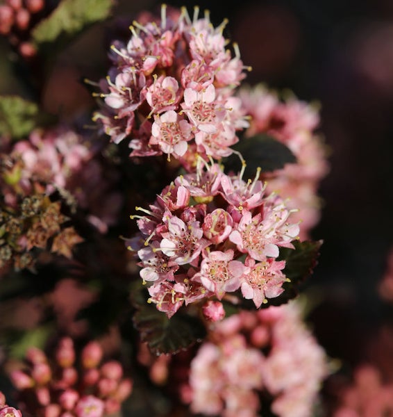Blütenstand einer Blasenspiere mit kleinen Blüten