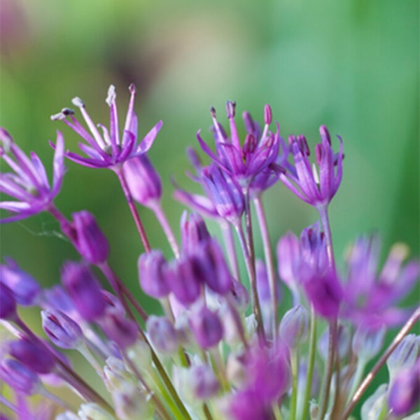Bloomique - 15er-Mix - Allium Fantasia - Look - Zierzwiebel - Blau, Weiß, Lila - Blumenzwiebeln - Frühlingsblüher - Mehrjährige Pflanzen - Wird bis zu 70-90 cm groß