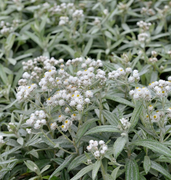 Immortelle Pflanze mit weißen Blüten und grünen Blättern