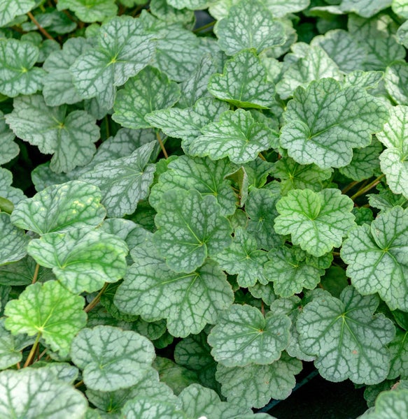 Silberglöckchen Pflanze mit detailreichen Blättern