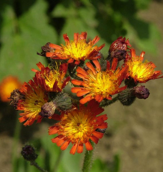 Nahaufnahme von Habichtskrautblüten