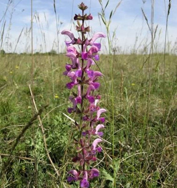 Blühende Salbei Pflanze im Feld.