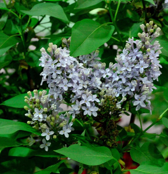 Blütenstand des Gemeinen Flieders mit Blättern
