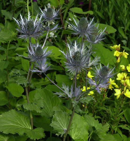 Distelgewächs im Gartenbeet