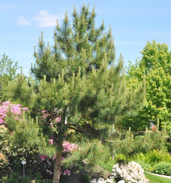Solitärkiefer im Garten