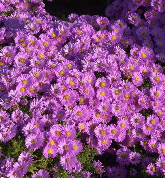 Nahaufnahme von lila Herbstastern im Gartenbeet