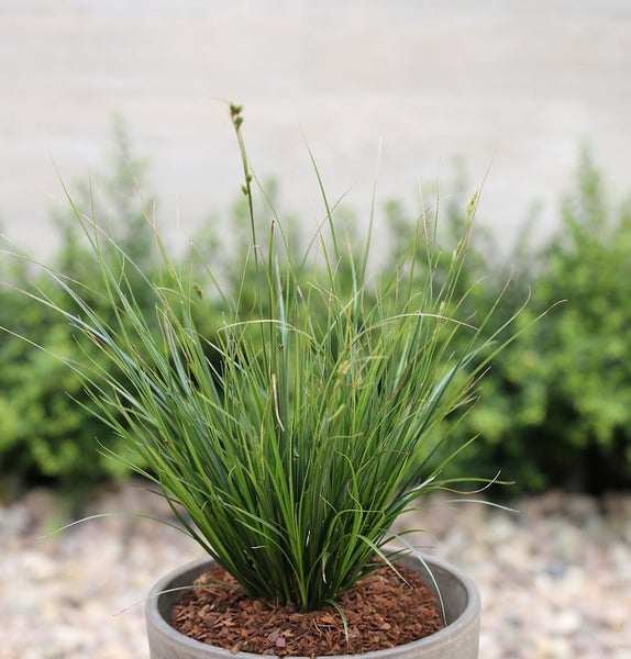 Grasartige Pflanze in einem Topf für den Außenbereich.