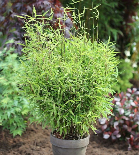 Bambuspflanze im Topf für den Garten