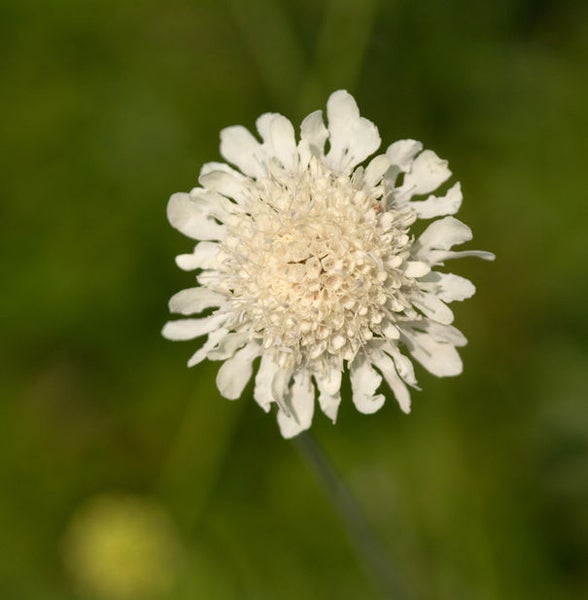 Nahaufnahme einer Wiesenknopf-Blume