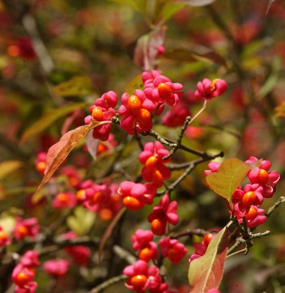Detailaufnahme des Pfaffenhütchenstrauchs mit rosafarbenen Blüten und orangen Früchten.