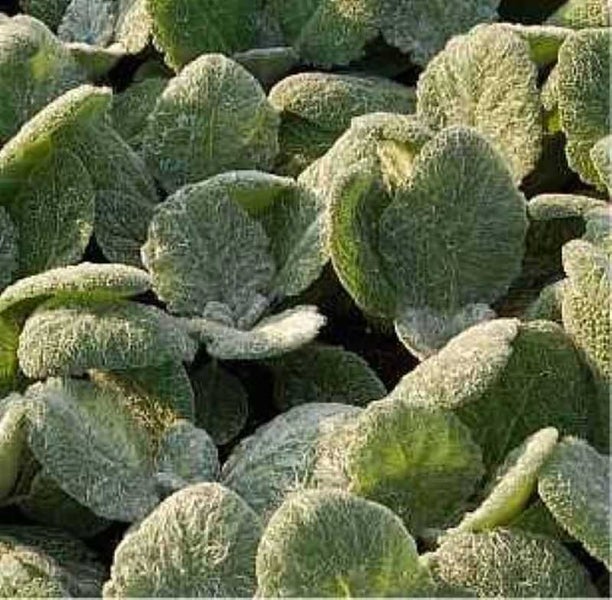 Nahaufnahme von Wollziestpflanzen mit flaumigen Blättern