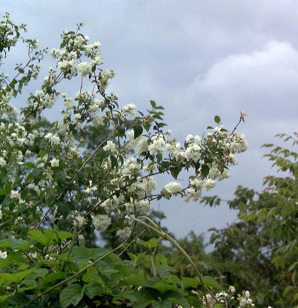 Blühender Pfeifenstrauch im Garten