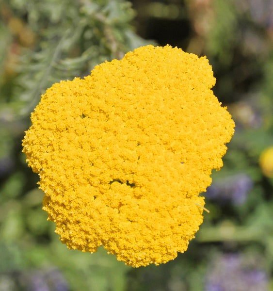 Gelbe Schafgarbe blüht im Garten