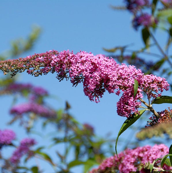Nahaufnahme einer Blüte des Schmetterlingsstrauchs vor blauem Himmel