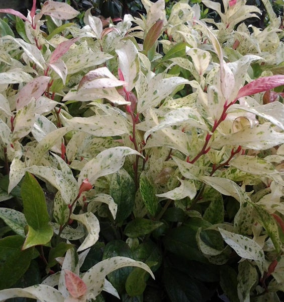 Büschel von Gartenpflanzen mit gefleckten Blättern