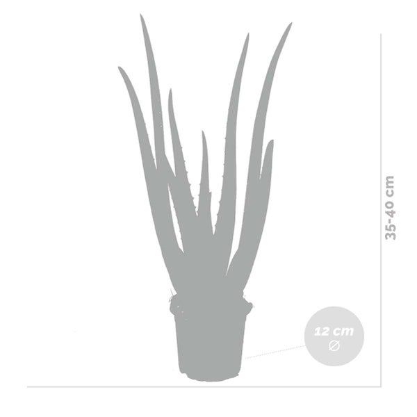 Bloomique - 2er Set - Aloe Vera Pflanze - Zimmerpflanzen - Sukkulenten - Sehr Pflegeleicht - Höhe 35-45 cm - Topf 12 cm