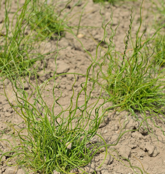 Büschel mit Korkenzieherbinse im Gartenboden