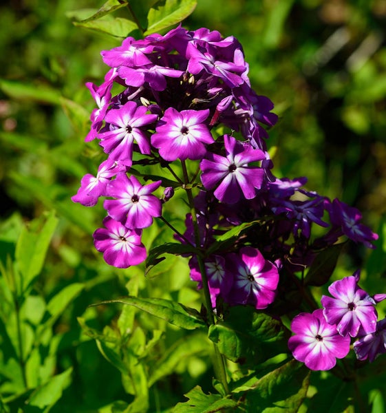 Nahaufnahme einer Flammenblume mit violetten Blüten und grünen Blättern