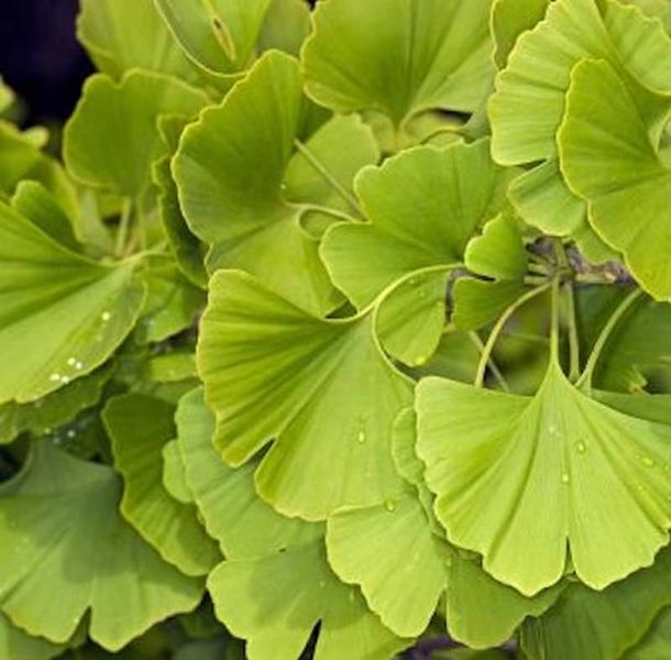 Nahaufnahme von Ginkgo Blättern