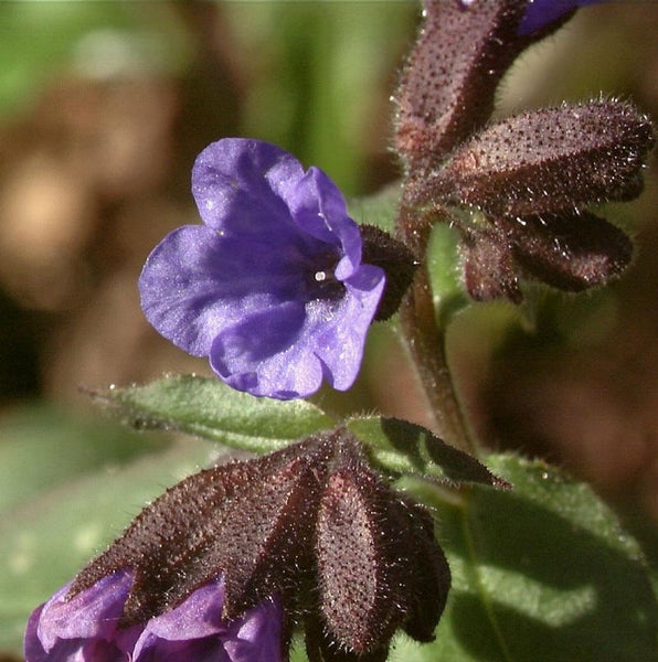 Lungenkrautblüte Nahaufnahme