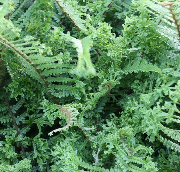 Nahaufnahme von Moosfarn