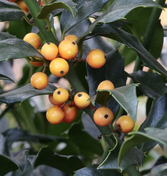 Stechpalme mit gelben Beeren und grünen Blättern