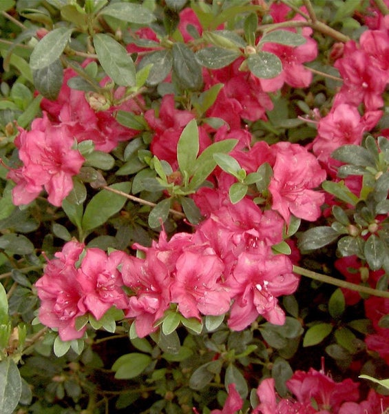 Blühende Azalee im Garten