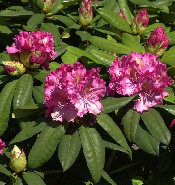 Blühender Rhododendron mit grünen Blättern