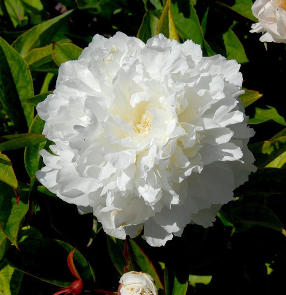 Nahaufnahme einer weißen Pfingstrose mit grünen Blättern