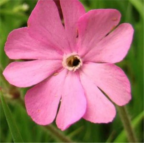 Einzelne rosafarbene Blüte