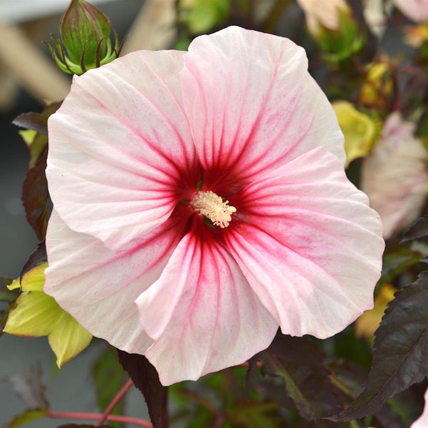 Hibiskusblüte mit hellem Blütenblatt und dunklem Zentrum