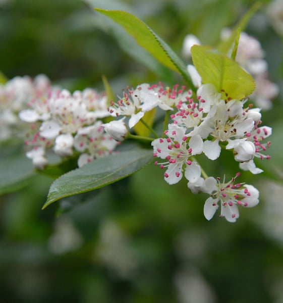 Aronia-Blüten mit grünen Blättern