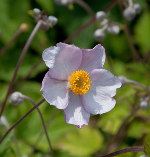 Nahaufnahme einer Herbstanemone mit gelber Mitte