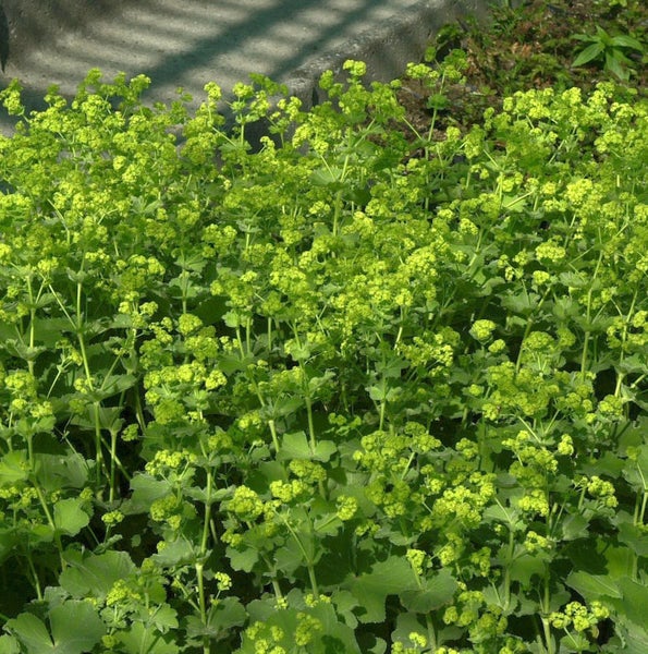Frauenmantel Pflanze im Garten