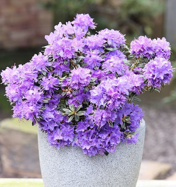 Blühender Rhododendron in einem Topf