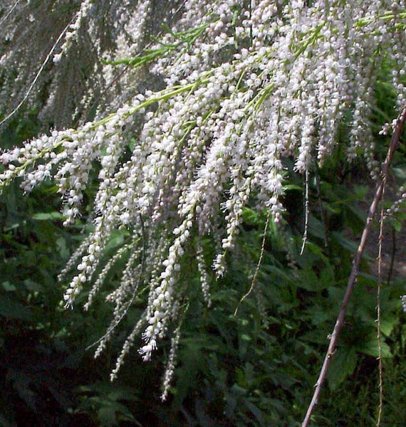 Blütenstände des Tamariskenstrauchs