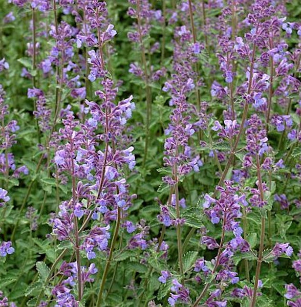 Nahaufnahme von Katzenminze mit violetten Blüten