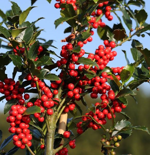Stechpalme mit grünen Blättern und roten Beeren