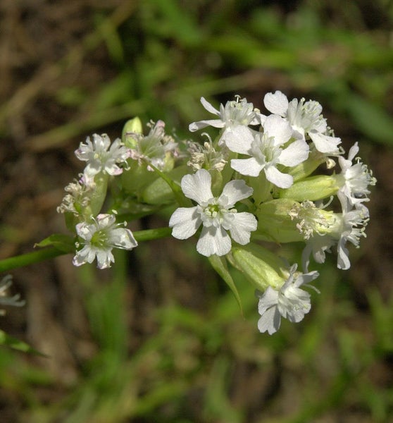 Nahaufnahme von silene latifolia Blüten