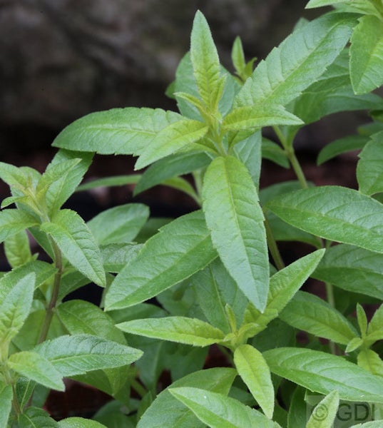 Zitronenstrauch mit grünen Blättern