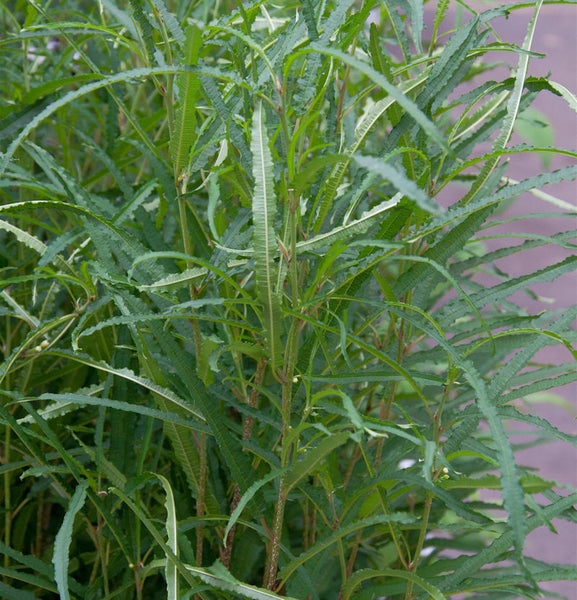 Detailaufnahme einer Zierpflanze mit langen, grünen Blättern.