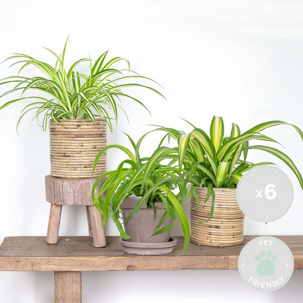 6x Graslilie-Mix - Graslilie - Zimmerpflanzen - Deodorierend - ⌀12 cm - ↕20-25 cm