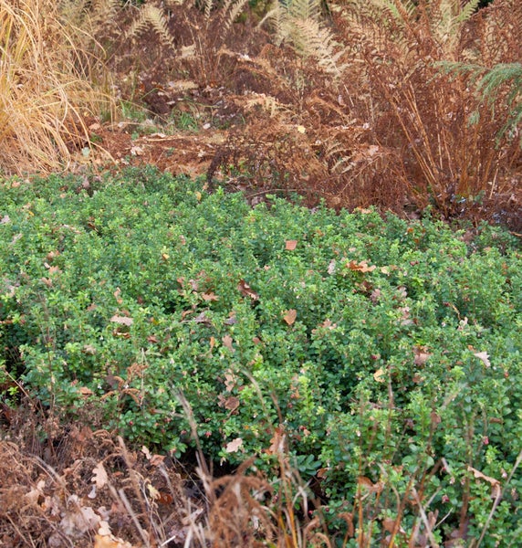Bodendecker mit grünen Blättern und roten Beeren im Gartenbeet