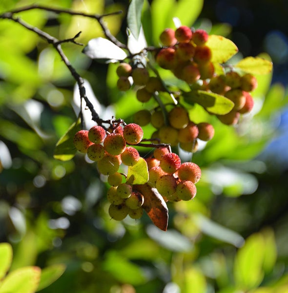 Erdbeerbaumzweig mit Früchten und Blättern