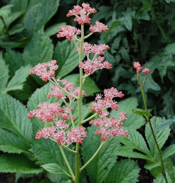 Blüte des Garten-Schaublattes mit grünen Blättern