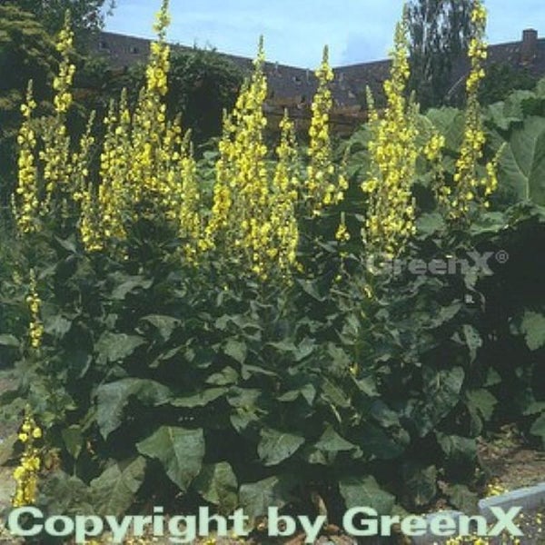 Königskerze mit gelben Blüten