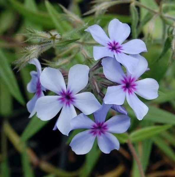 Blütenrispe mit violetten Phlox-Blüten vor grünem Hintergrund