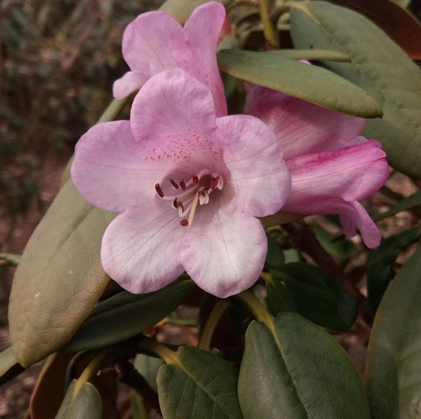 Nahaufnahme von Rhododendronblüten und -blättern